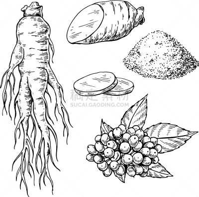 健康保健,植物,草图,Ginseng,分离着色,轮廓,白色,自然,草本,画画