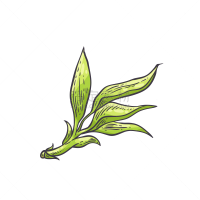 叶子,绿色,竹,枝繁叶茂,草,棍,植物,夏天,绘制