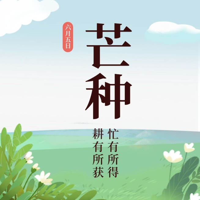 芒种节气祝福青梅习俗方形海报预览效果