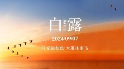 白露节气祝福实景白鹭横版海报