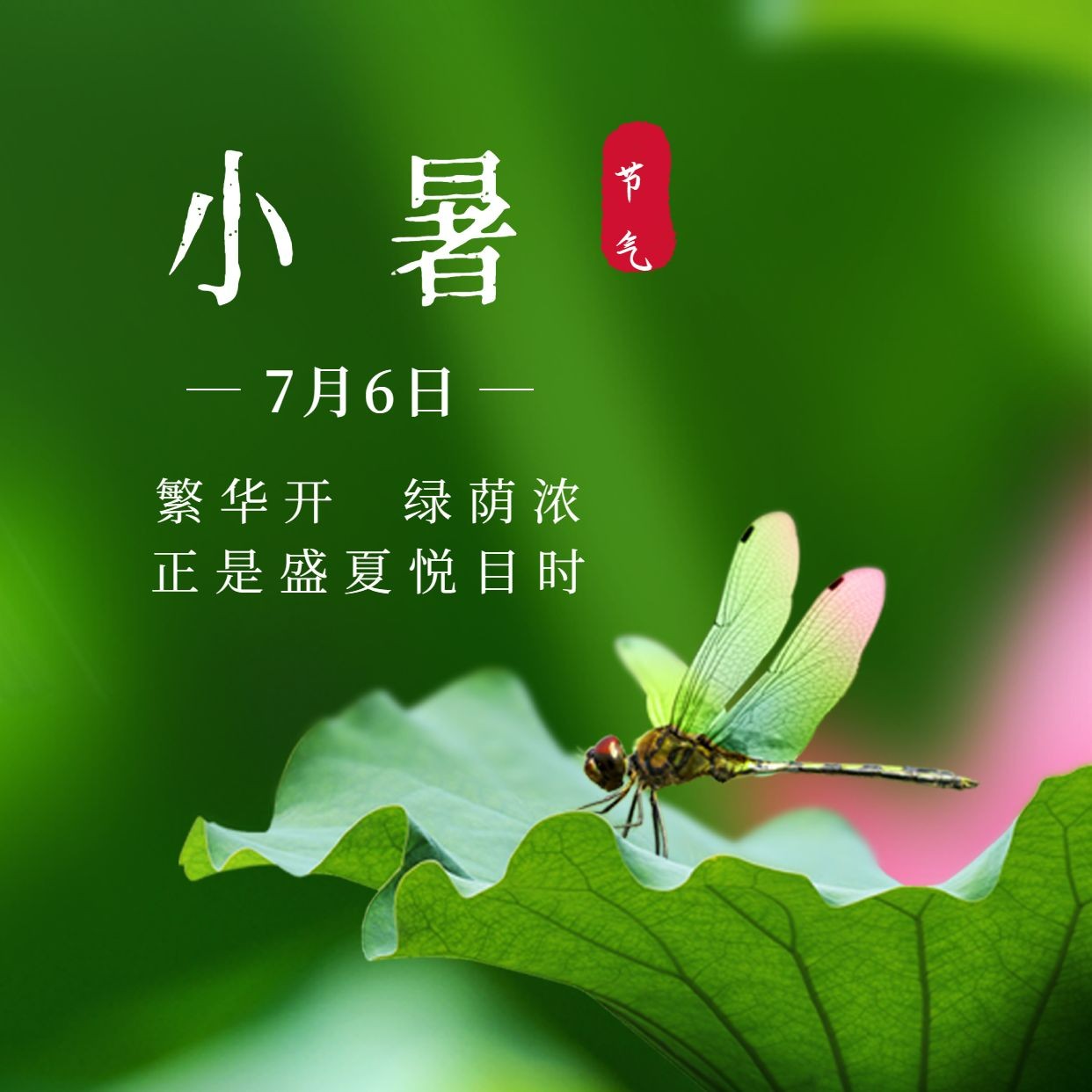 小暑节气祝福夏季蜻蜓方形海报