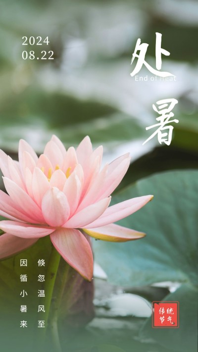 处暑全屏转发海报荷花荷叶