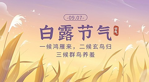 白露节气祝福芦苇手绘横版海报