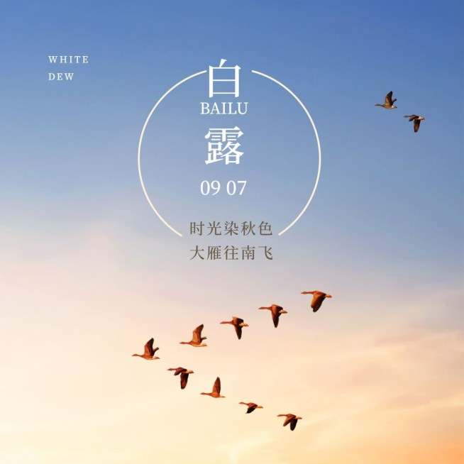 白露节气白鹭秋天实景方形海报预览效果