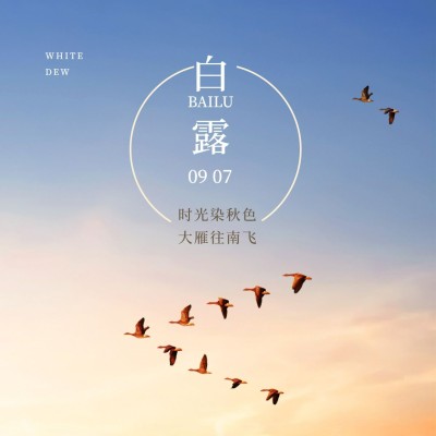 白露节气白鹭秋天实景方形海报