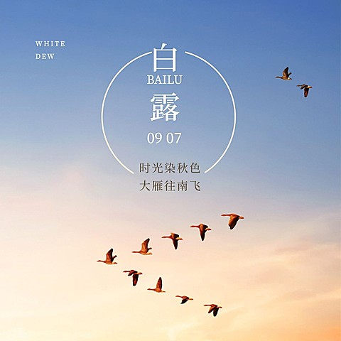 白露节气白鹭秋天实景方形海报