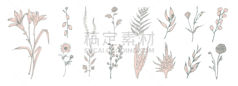 蕨类,粉色,分离着色,飞燕草,高雅,收集,绘制,花,捆,装饰