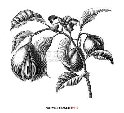 植物学,绘画插图,肉豆蔻,枝,分离着色,黑白图片,白色背景,自然界的状态,复古