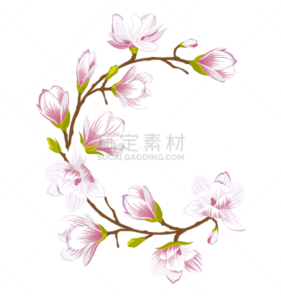自然美,玉兰类,圆形,边框,分离着色,白色,自然,季节,花,做