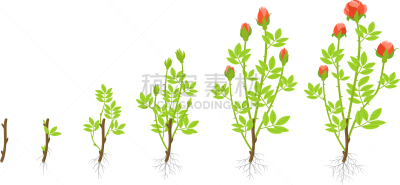 玫瑰,植物,菜园,生物学,农业,蔬菜,脚踏车,食品,生长,发展