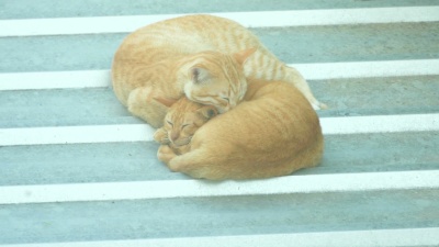 睡猫