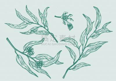 枝,矢量,绘画插图,植物学,桉树,动物手,壁纸,绿色,白色背景,单色调