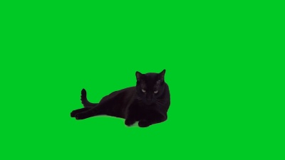  黑猫躺在绿色屏幕上