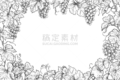 葡萄,枝,水平画幅,单色调,边框,农业,含酒精饮料,食品,复古,绘制