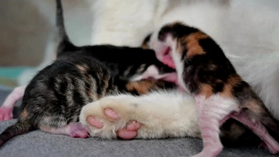 有趣的折叠猫。猫和小猫。猫喂新生的小猫。猫为小猫提供分娩的生活方式。室内小猫玩耍睡觉。吸奶盲可爱的室内小猫概念宠物