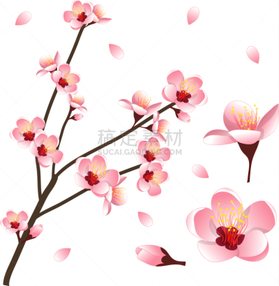 花朵,桃树,春天,红色,传统,图像,被子植物,矢量,庆祝