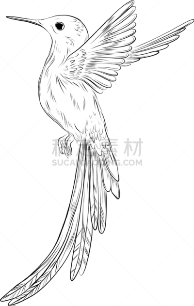 草图,白色,蜂鸟,动物手,可爱的,球座,野生动物,肖像,翅膀,绘制