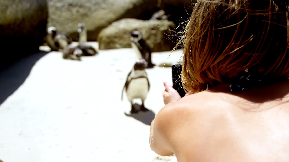 女孩用手机 为小企鹅拍照