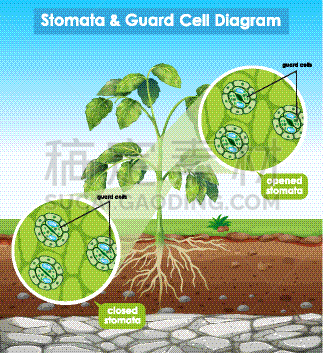 diagram showing stomata and guard cell