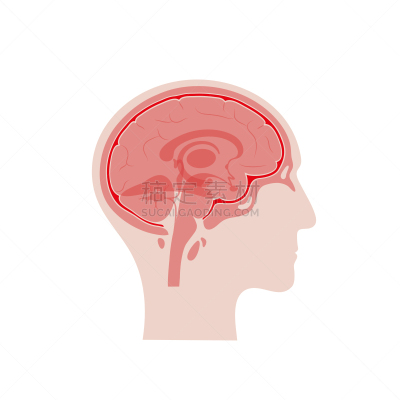 绘画插图,脑膜,矢量,分离着色,生物学,有序,健康保健,侧面,半球体,背景分离
