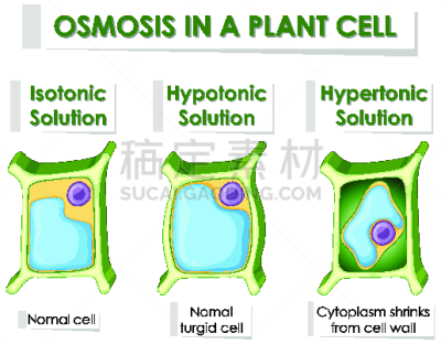 Diagram showing osmosis in plant cell