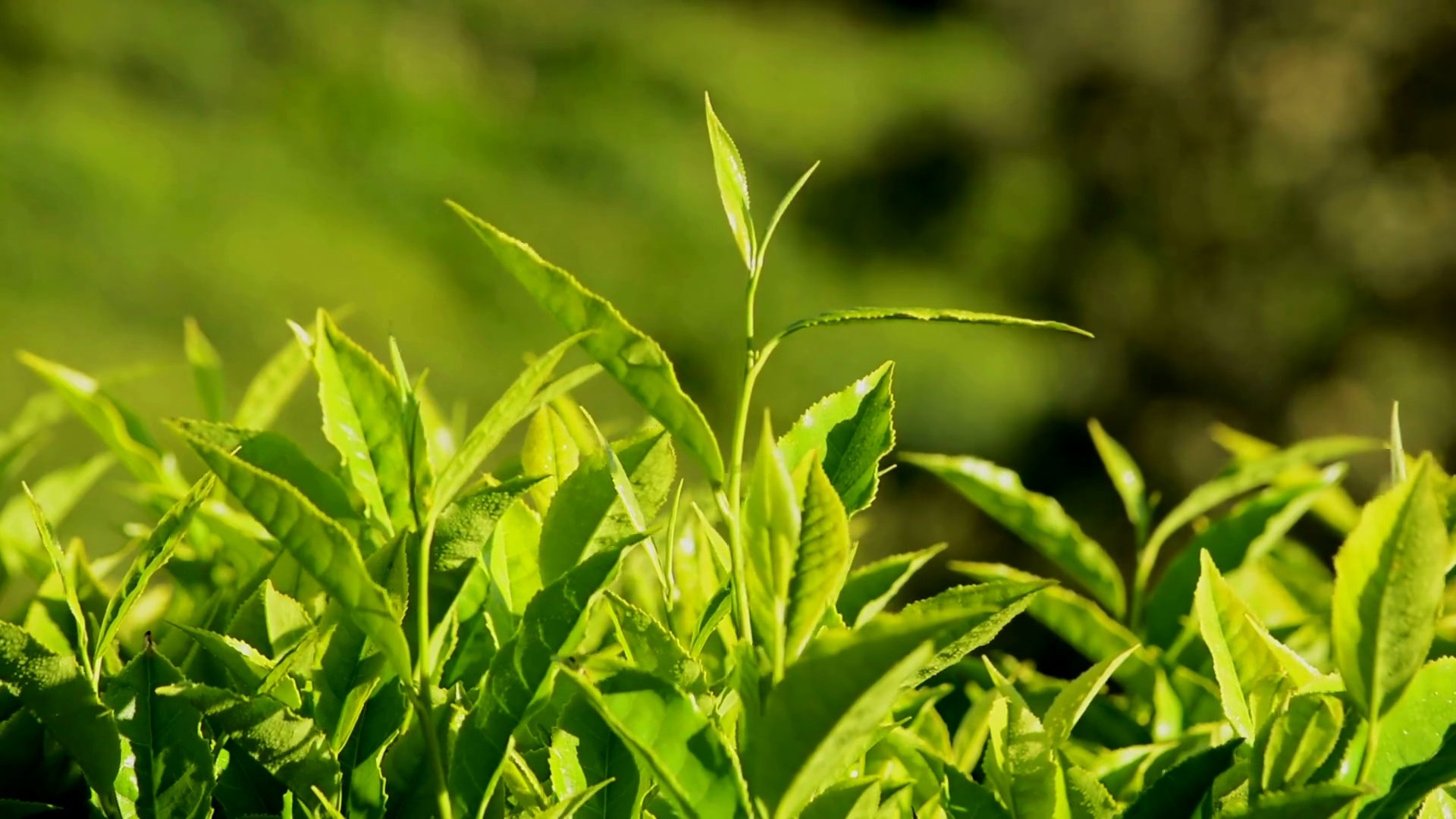 绿茶树叶迎风飘扬