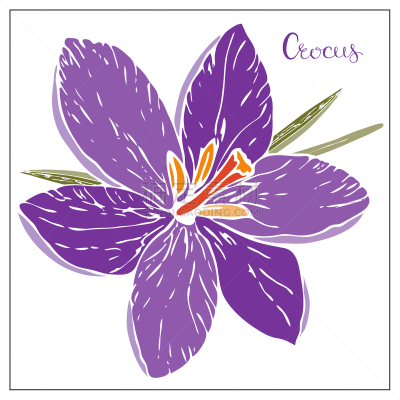 floral with violet crocus flower