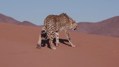  猎豹走在纳米布沙漠的红色沙丘上