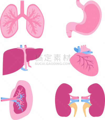 扁平化设计,舞台,动物内脏,生物学,健康保健,红色,人,生病,手术