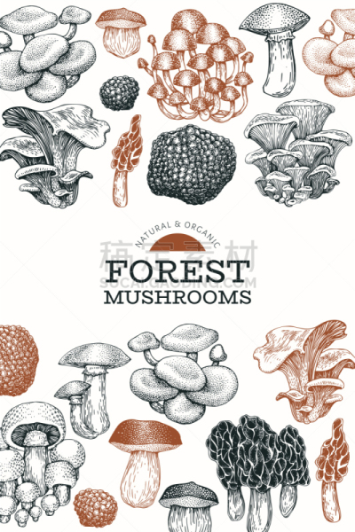 食品,模板,食用菌,动物手,Porcini Mushroom,菜单,清新,金针菇,设计,绘制
