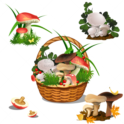 篮子,分离着色,食用菌,白色背景,农业,蔬菜,清新,担子菌类,环境,食品