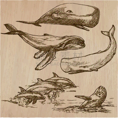 鲸类,兽群,动物手,平衡折角灯,轮廓,创造力,自然,图像,绘制,收集