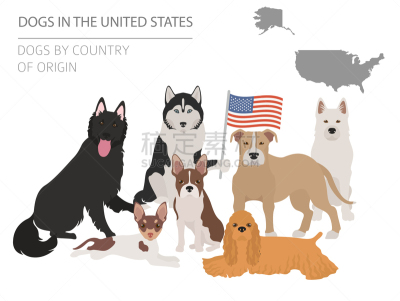 狗,美国,美国狗,泰迪熊,纯种犬,肖像,牧羊犬,鼠猎犬,动物,美国比特斗牛犬