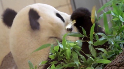 熊猫