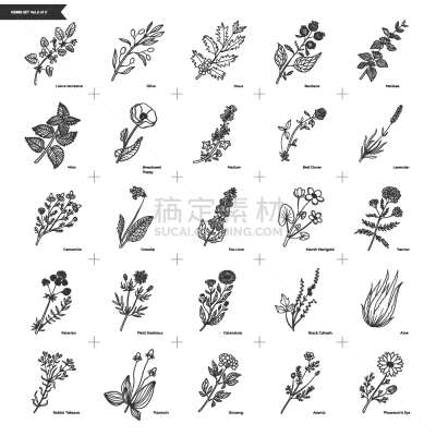 绘画插图,草本,手,田地,矢量,音量旋钮,花,收集,绘制,复古