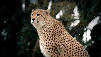降雪中的猎豹