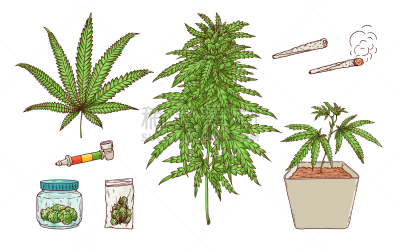 叶子,绿色,图标,健康保健,草,除草