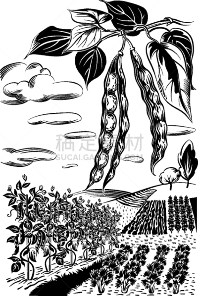 豆,田地,两个物体,豆荚,栽培植物,农业,图像,矢量,蔬菜,豆科植物