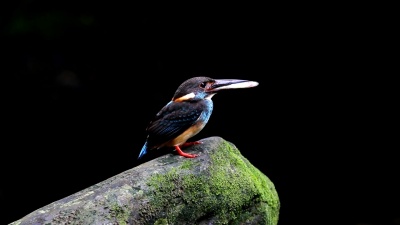 蓝带翠鸟Alcedo euryzona可爱的雄性鸟喂食鱼