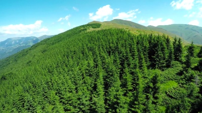 美丽的松树和山丘，鸟瞰