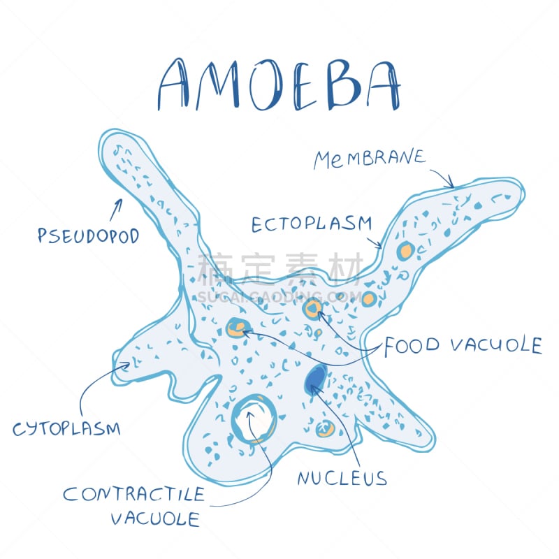 图像,阿米巴,建筑结构,动物手,膜,伸缩泡,奇异变形菌,一个物体,透明,白色