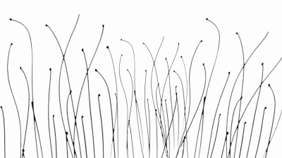 花卉生长剪影