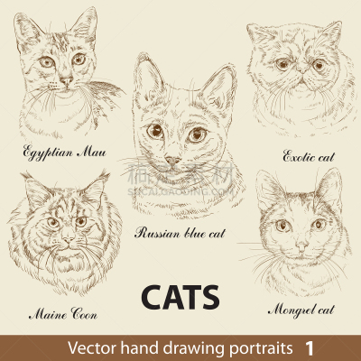 猫,绘画插图,动物手,一只动物,可爱的,背景分离,肖像,铅笔,复古风格,布置