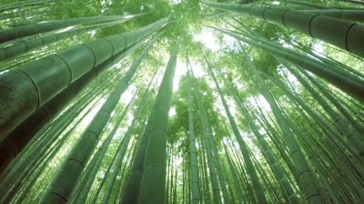 竹林