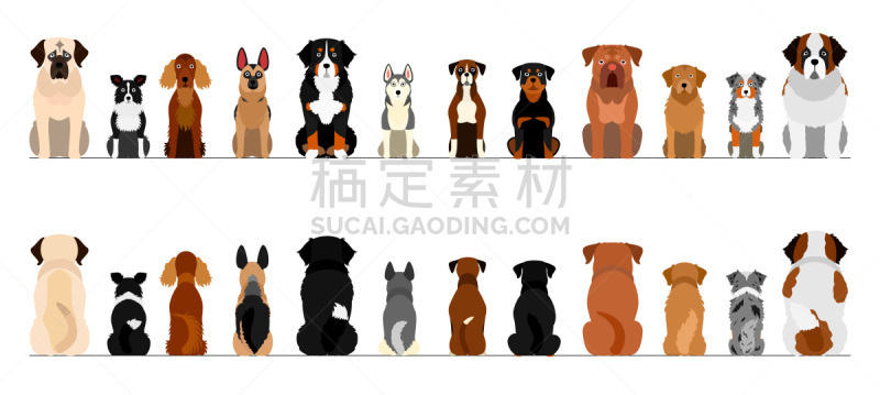 狗,全身像,动物背脊,巨大的,正面视角,国境线,纯种犬,线条,背景分离,边框