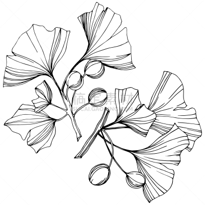 银杏,植物,绘画插图,雕刻图像,艺术,叶子,矢量,墨水,分离着色,植物园