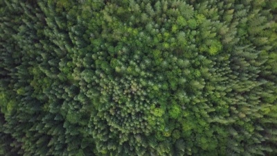 夏季北方天然林鸟瞰