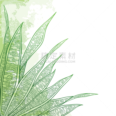 蛇,植物,轮廓,叶子,矢量,虎尾兰,绿色,角落,白色背景,串
