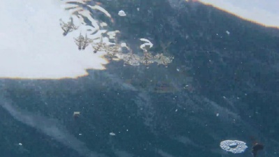 海面上的一群小飞鱼