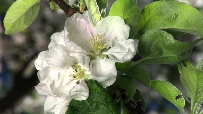  蜜蜂在开花